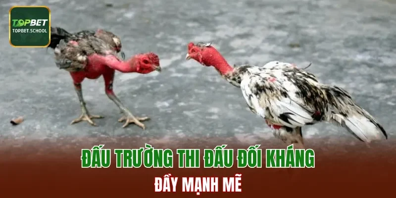 Đấu trường thi đấu đối kháng đầy mạnh mẽ